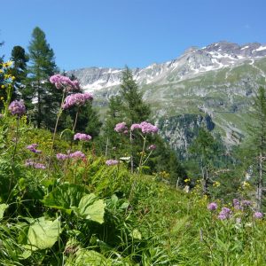 Die Möglichkeiten zu wandern und zu alpinen Bergtouren aufzubrechen sind vielfältig