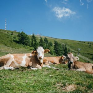 Alm-Idylle am Goldeck | Foto: Goldeck Bergbahnen/Sam Strauss